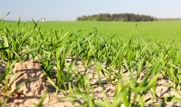 Agricultural field on which grow immature young cereals, wheat.