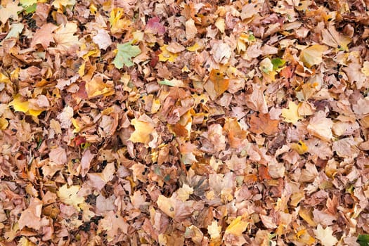 The fallen from the trees and lying on the ground and the grass turned yellow foliage, autumn season, a small DOF