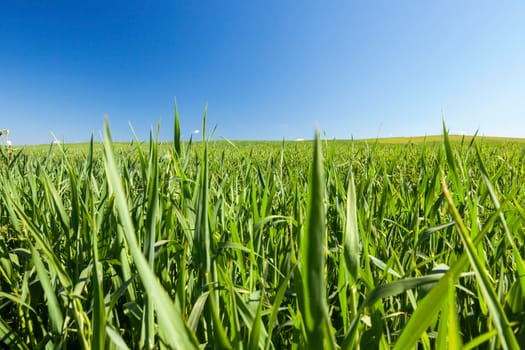 photographed close-up ears of unripe green wheat, shallow depth of field