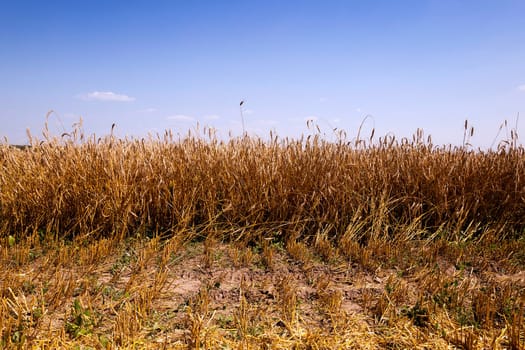 agricultural field where harvest mature cereal. Agriculture