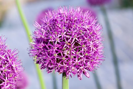 photographed close-up of a flower round onion growing in the agricultural field and necessary for the seeds, a small depth of field.