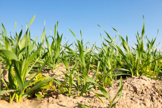 Agricultural field on which grow immature young cereals, wheat. Blue sky in the background