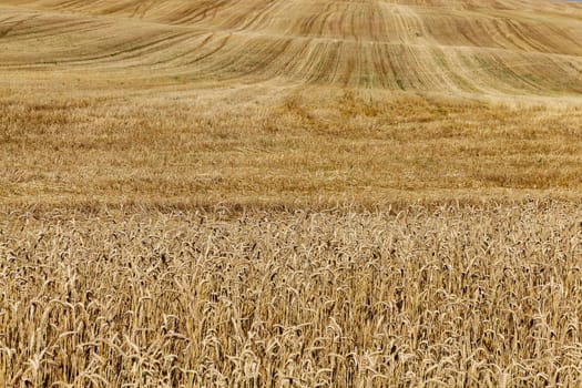 agricultural field where crops harvested ripe yellow rye, small depth of field