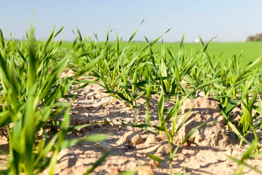 Agricultural field on which grow immature young cereals, wheat.
