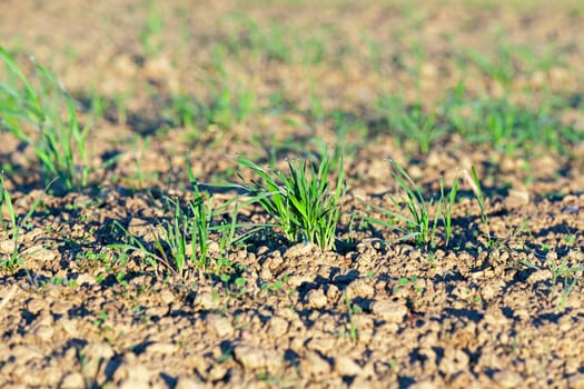 photographed close up young grass plants green wheat growing on agricultural field, agriculture, autumn season