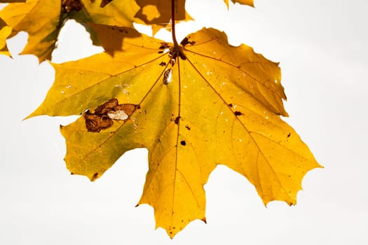 trees with yellowed maple leaves in the autumn season