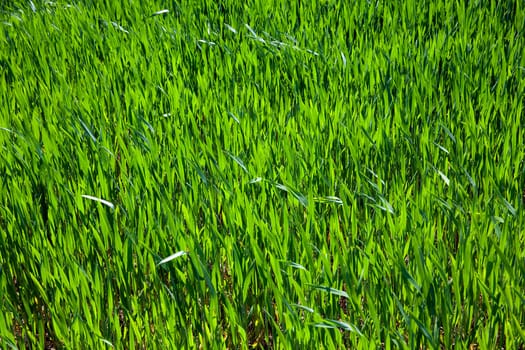 Agricultural field on which grow unripe green grass in spring season
