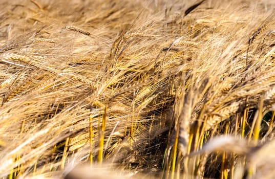 Agricultural field on which grow yellowed grass, which is almost ready for harvest, close-up