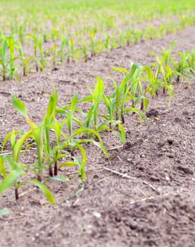 agricultural field on which to grow crops - corn in the spring season
