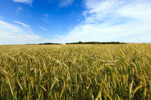 Agricultural field on which grow the young grass. wheat