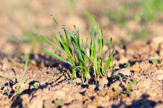 photographed close up young grass plants green wheat growing on agricultural field, agriculture, morning dew on leaves