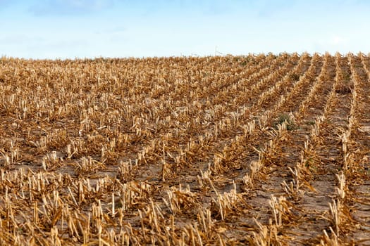 agricultural field, which collected mature corn crop, beveled yellowed stalks of a plant close up, the autumn season