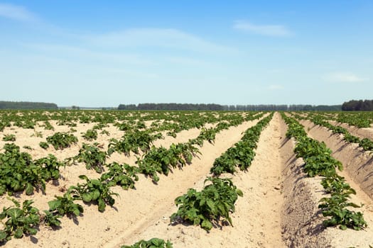 Agricultural field on which grows green potatoes. summer time