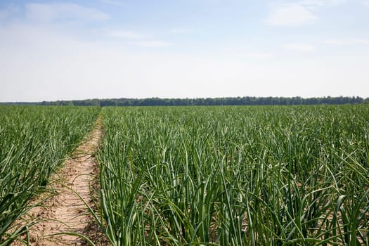 Photo made at the agricultural farm for the production of agricultural products