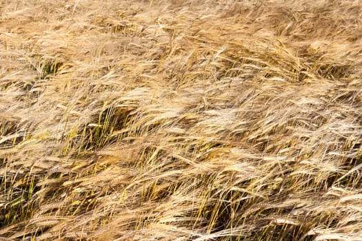 Agricultural field on which grow up ripening and changing color to yellow cereals, wheat