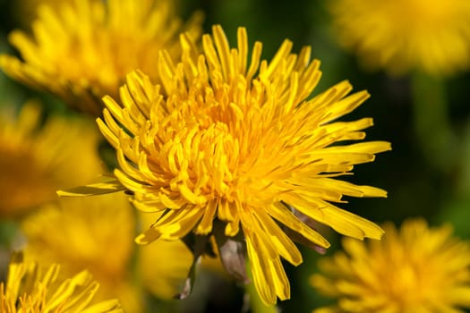 photographed close-up of yellow dandelions in springtime, shallow depth of field