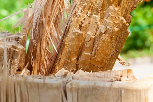 broken tree trunk during stormy weather, made's photos close-up