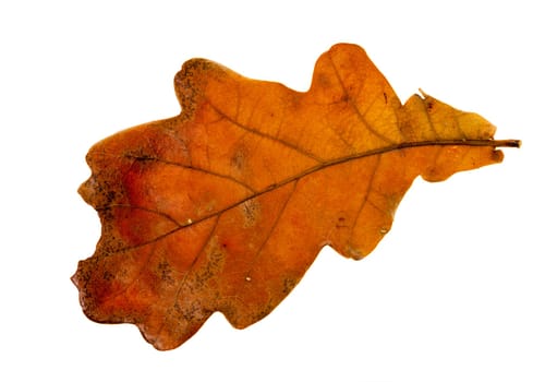 isolated on white background oak leaf in autumn season