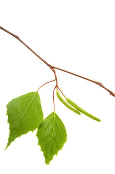 photographed on a white background green young foliage of a birch tree