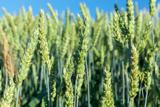 Agricultural field on which grow immature cereals, wheat.