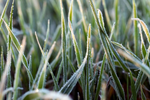 small sprouts of wheat, photographed after frost at dawn, a small depth of field