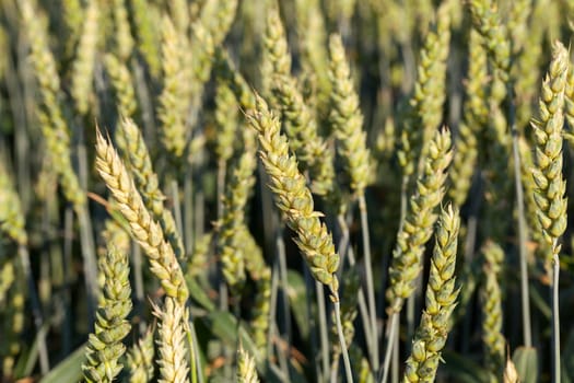 Agricultural field on which grow immature cereals, wheat.