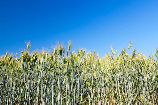 Agricultural field on which grow immature young cereals, wheat. Blue sky in the background