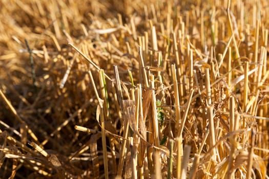 an agricultural field with yellowed ripe cereal in the summer