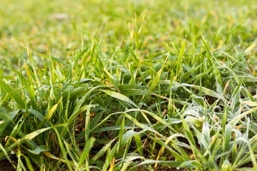 photographed close up young grass plants green wheat growing in the field of agriculture, Agriculture