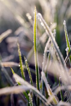 photographed close up young grass plants green wheat growing on agricultural field, agriculture, morning frost on leaves, defocus