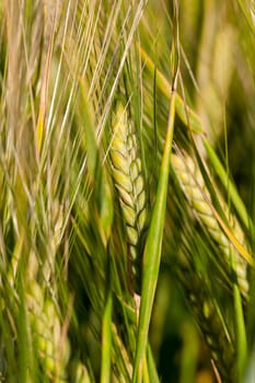 Agricultural field on which grow immature cereals, wheat.