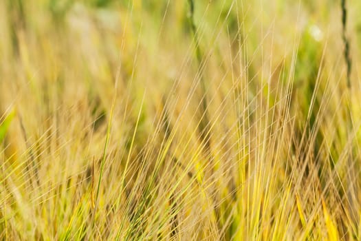 Agricultural field on which grow up ripening and changing color to yellow cereals, wheat