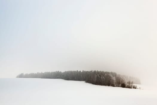 trees photographed during the winter after a snow storm, the ground is covered with snow, farm field and forest