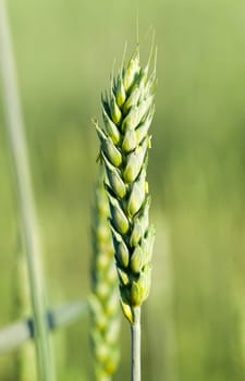 Agricultural field on which grow immature cereals, wheat.