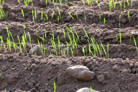 photographed close up young grass plants green wheat growing on agricultural field, agriculture, autumn season