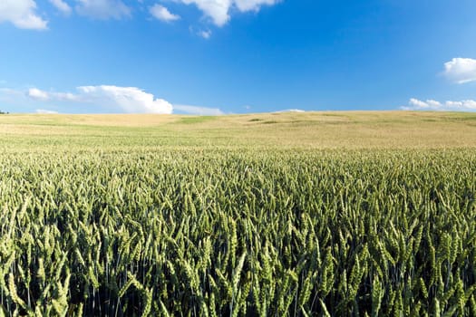 Agricultural field on which grow immature young cereals, wheat. Blue sky with clouds in the background