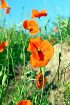 Photo of red poppies growing in field. Spring time of the year, a small depth of field. the background blue sky