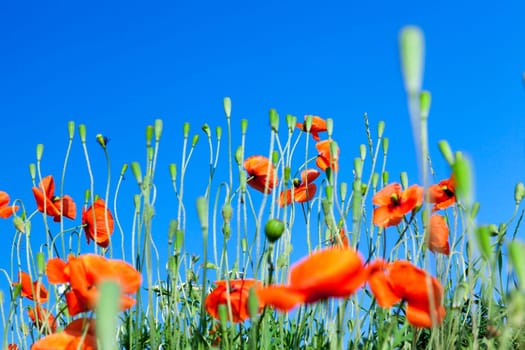 Agricultural field where weeds have grown, including poppy red, blue sky
