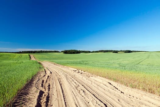 Agricultural field on which grow immature young cereals, wheat. Blue sky in the background