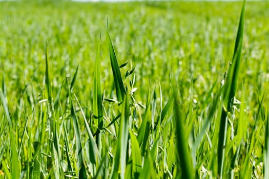 Agricultural field on which grow immature cereals, oats