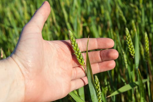 Agricultural field on which grow immature cereals, wheat.