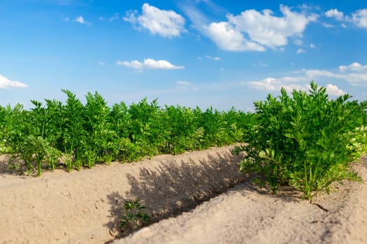 photographed close-up of an agricultural field on which grow green shoots of carrots, on a background of blue sky with white clouds