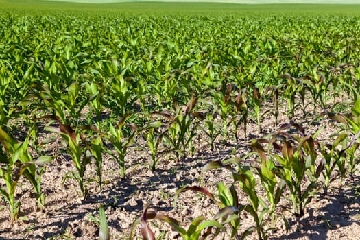 Agricultural field on which grow immature corn crop, close-up of green and purple leaves