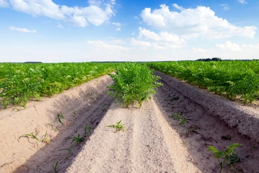 photographed close-up of an agricultural field on which grow green shoots of carrots, on a background of blue sky with white clouds