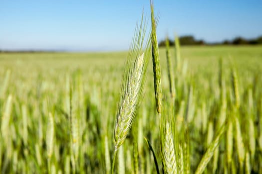 Agricultural field on which grow immature cereals, wheat.