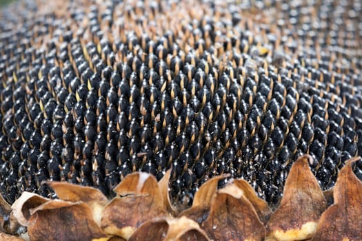 photographed close-up on black mature seeds of sunflowers