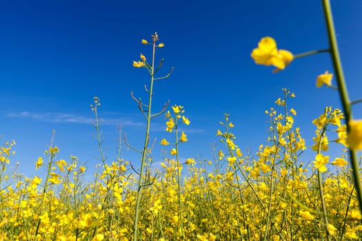 photographed growing in agricultural field rape flower, blue sky in the background