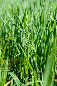 Agricultural field on which grow immature cereals, oats