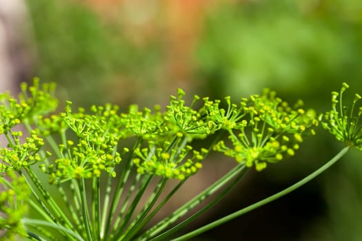 Agricultural field on which grow green immature umbrella dill, shallow depth of field