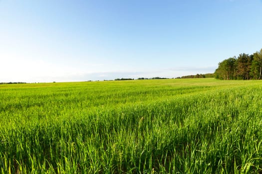 Agricultural field on which grow immature young cereals, wheat. Blue sky in the background
